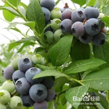 孕妇适合吃蓝莓吗？