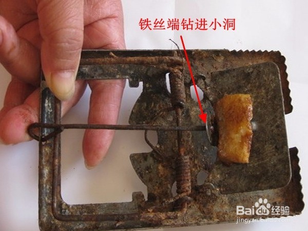 用老鼠夹灭鼠效果蛮好