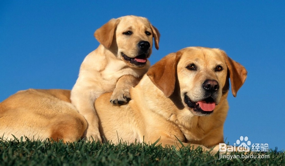 给拉布拉多幼犬吃什么好