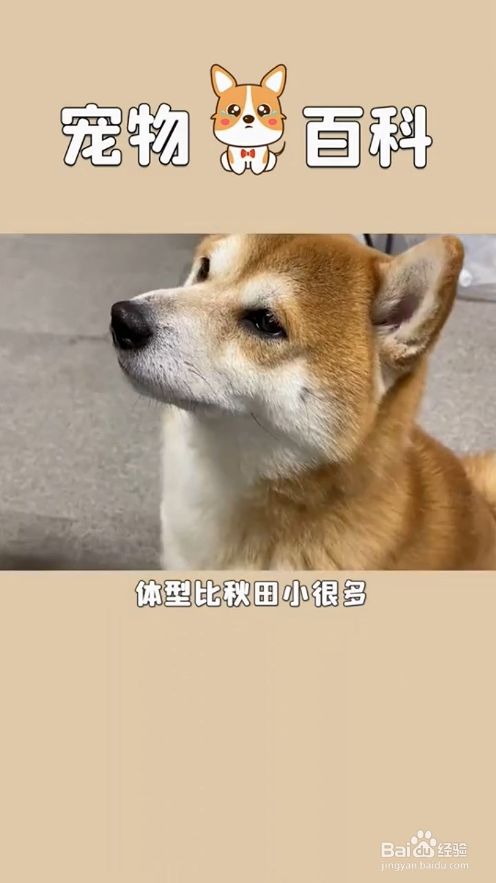 怎么区分秋田犬和柴犬？