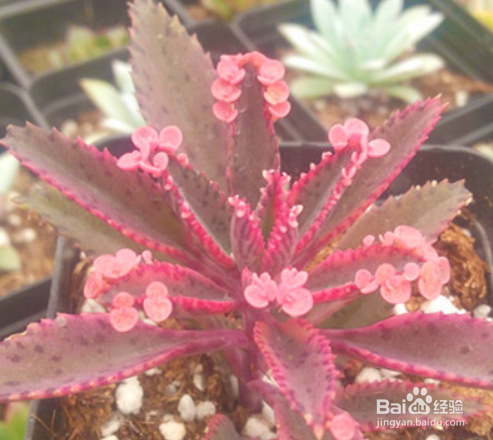 不死鸟的养殖方法