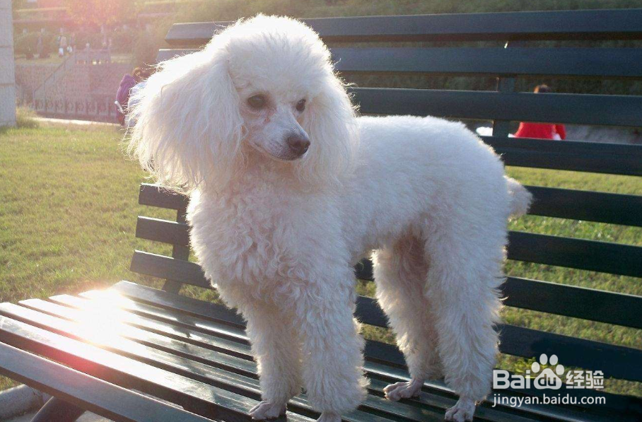 最适合和孩子一起长大的狗狗