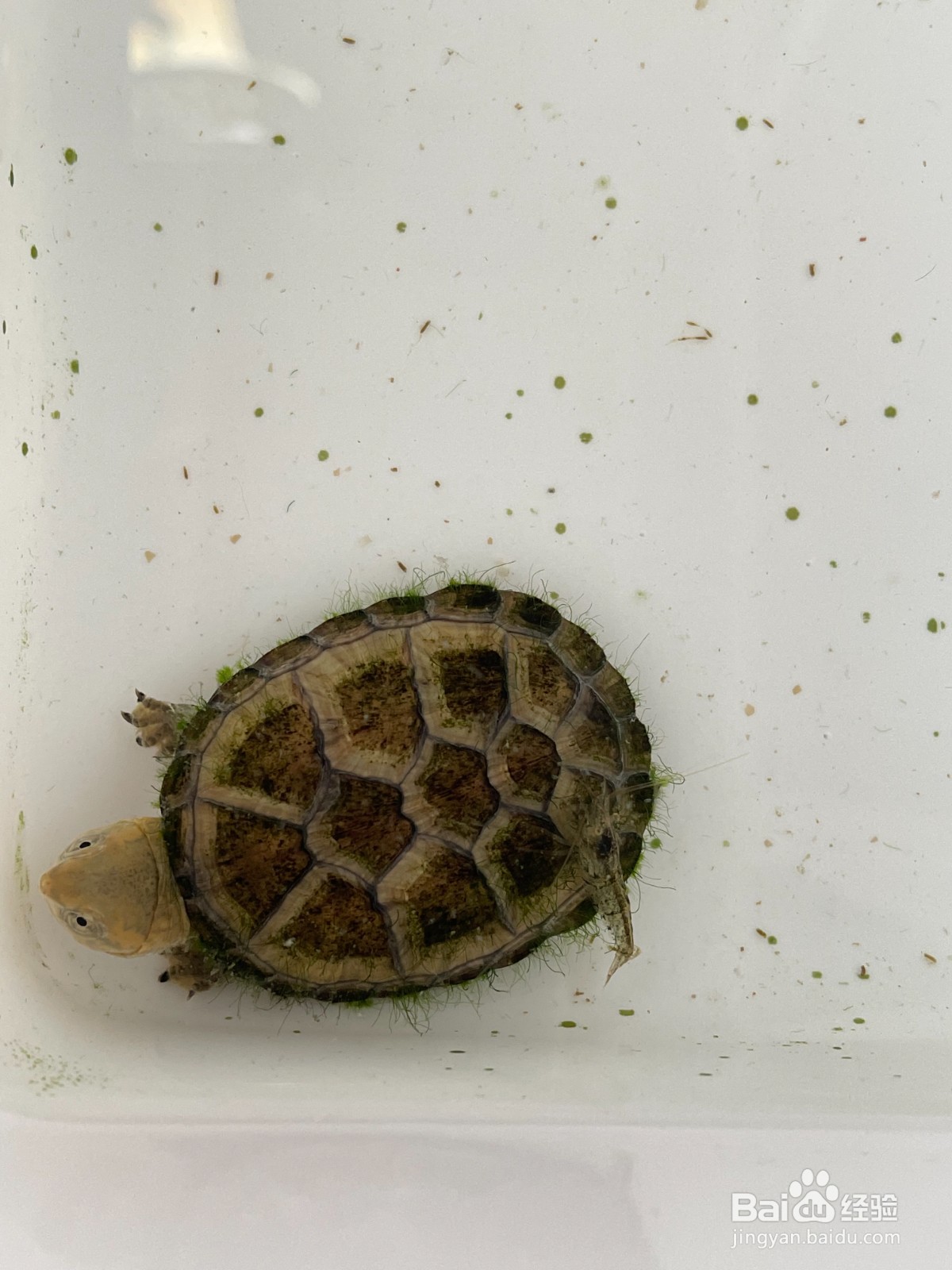 乌龟长青苔怎么去除