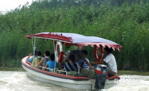 白洋淀一日游 荷花森林中飞翔