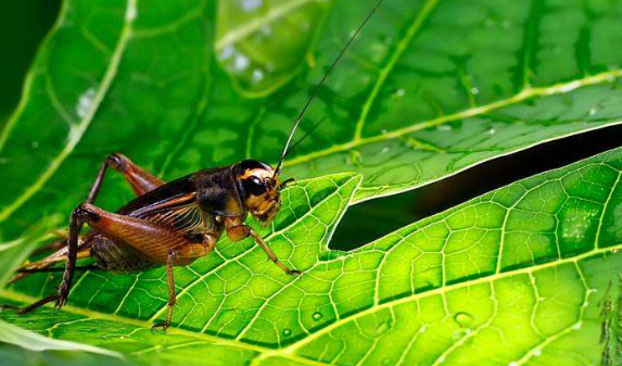 可以用什么词这个词来形容蟋蟀的劳动