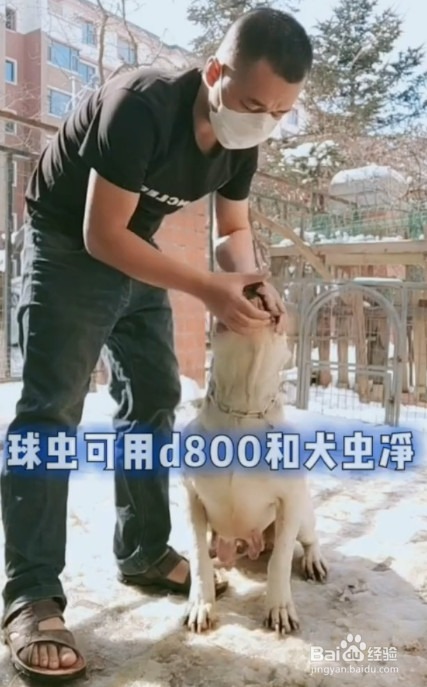 如何给狗狗做体内驱虫
