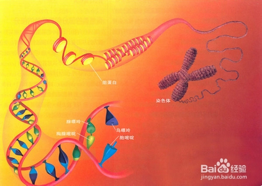 高中生物学习方法：[38]核酸-遗传信息的携带者
