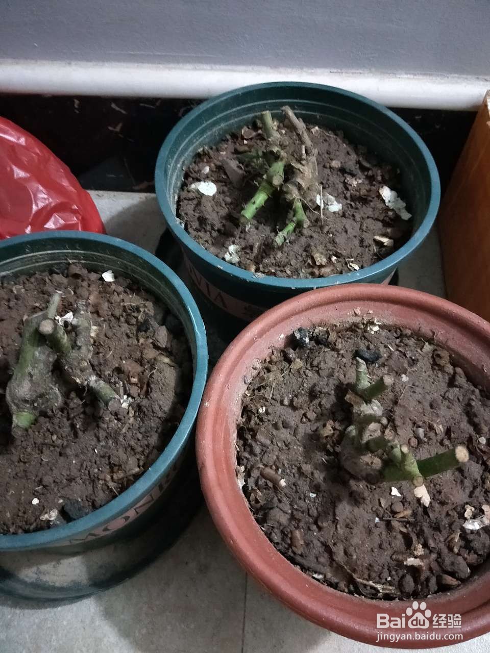 玫瑰花种植多久浇一次水教程