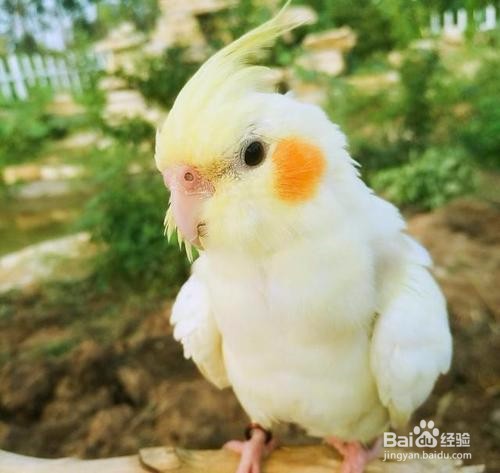 如何快速有效的给鹦鹉断奶