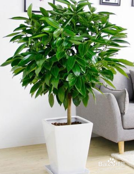 室内幸福树怎么养才能更旺盛