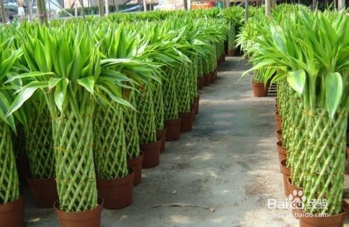 富贵竹土培、水培怎么进行养护