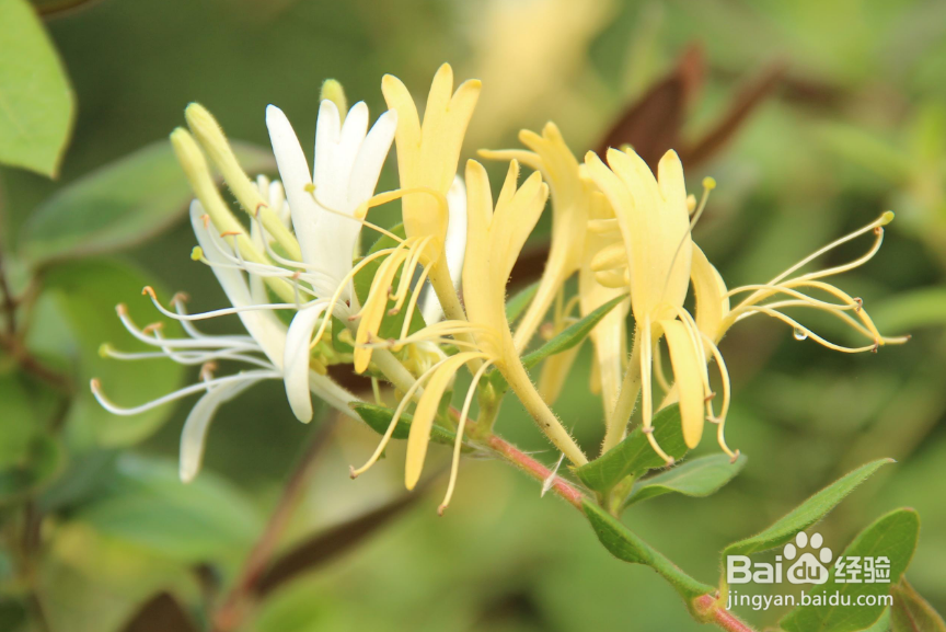 金银花为什么要蒸制