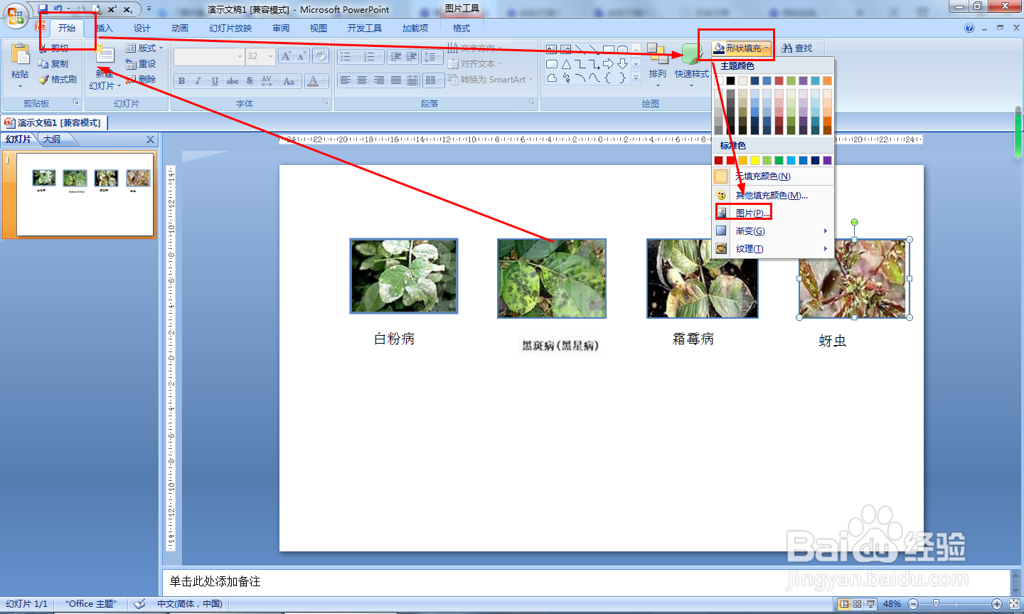 月季病虫害识别图解