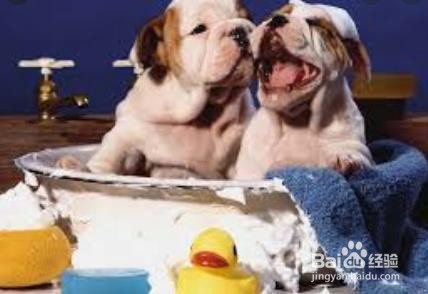 夏天如何正确给狗洗澡