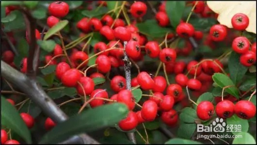 红果树怎么种植