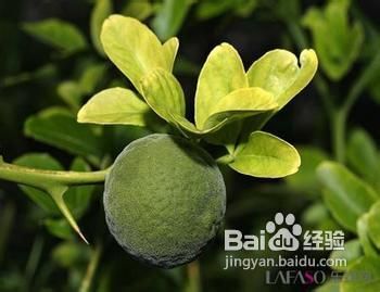 教你认识各种精油的作用