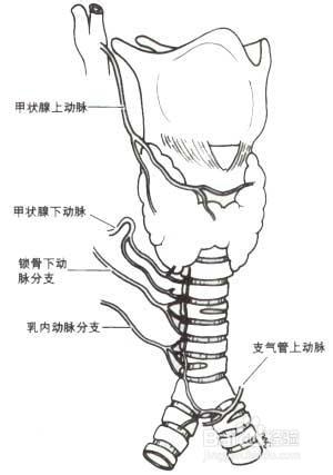 内科病：[1]急性支气管炎怎么治？