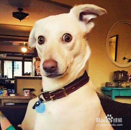 高分作文锦囊!日本动漫中的加分句