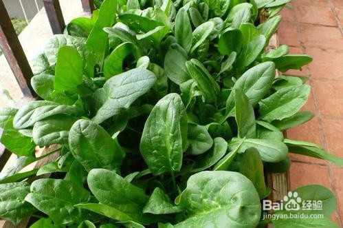 阳台如何种植菠菜