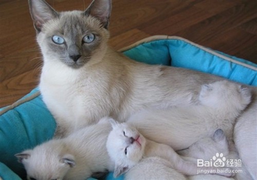 怎么让猫不爬到床上