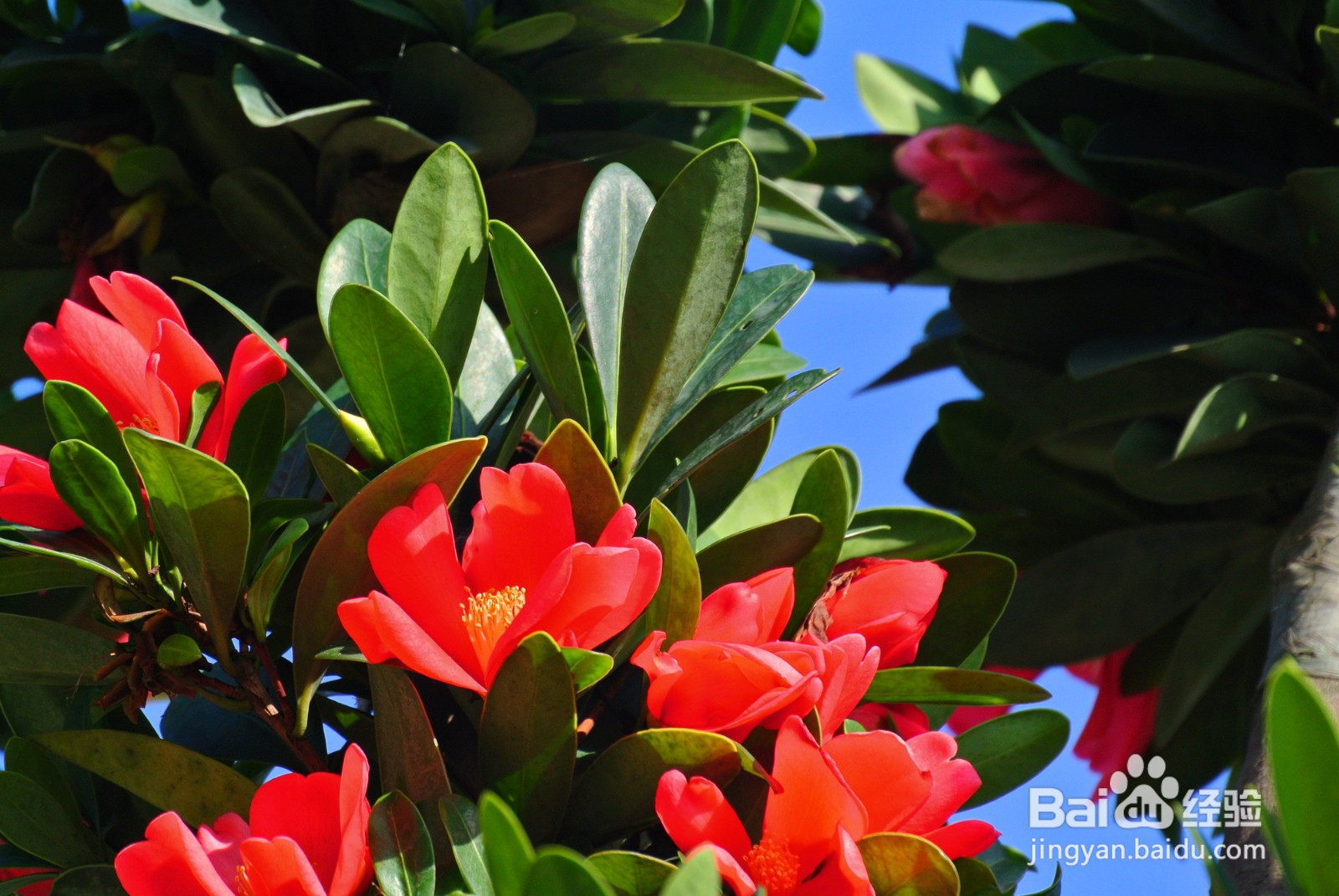 杜鹃红山茶花注意事项