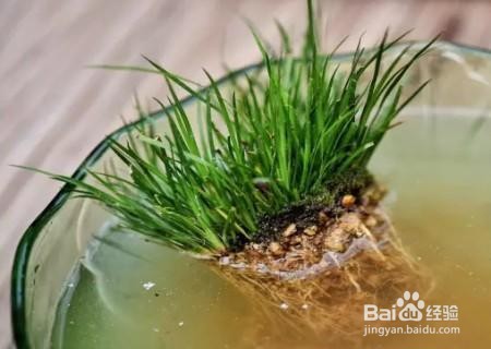 菖蒲用无孔盆怎么养