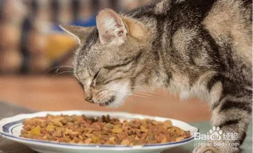 小猫护食特别凶怎么办