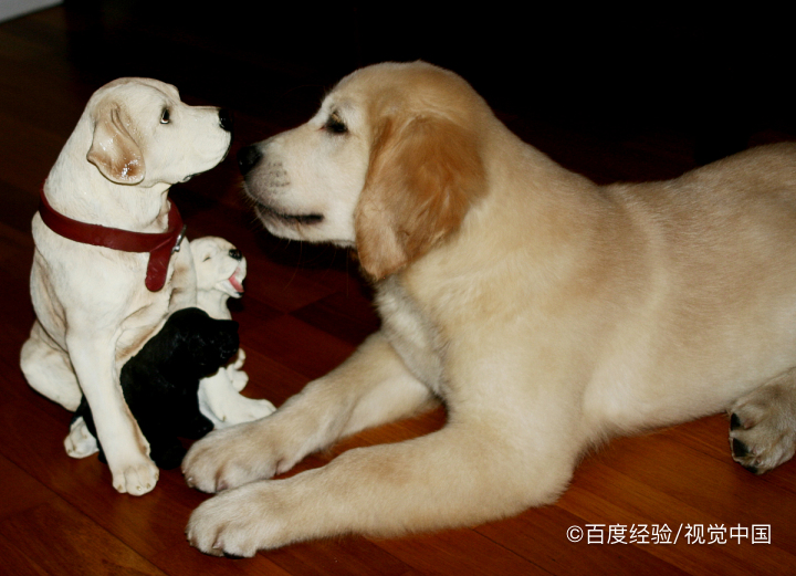 金毛如何训练上厕所