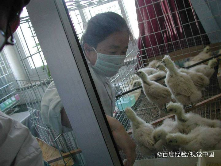 孕产妇能吃乌鸡吗