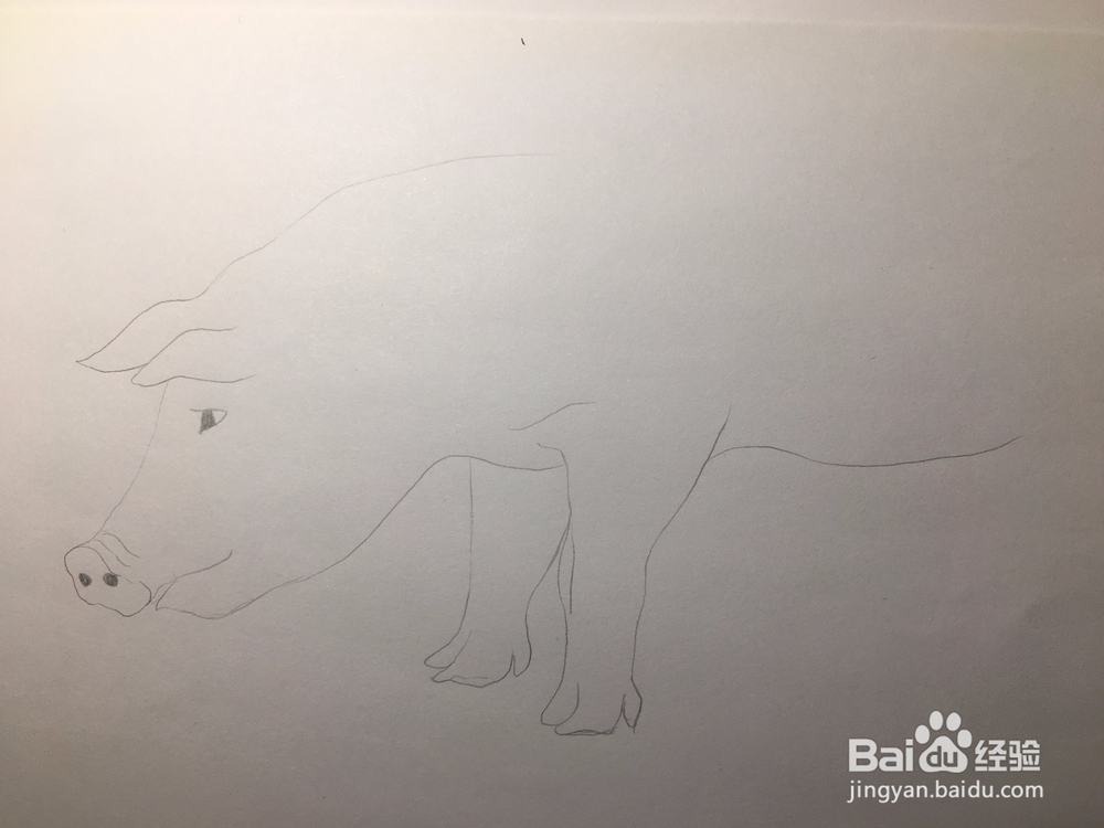 简笔画：猪的画法 幼儿简笔画
