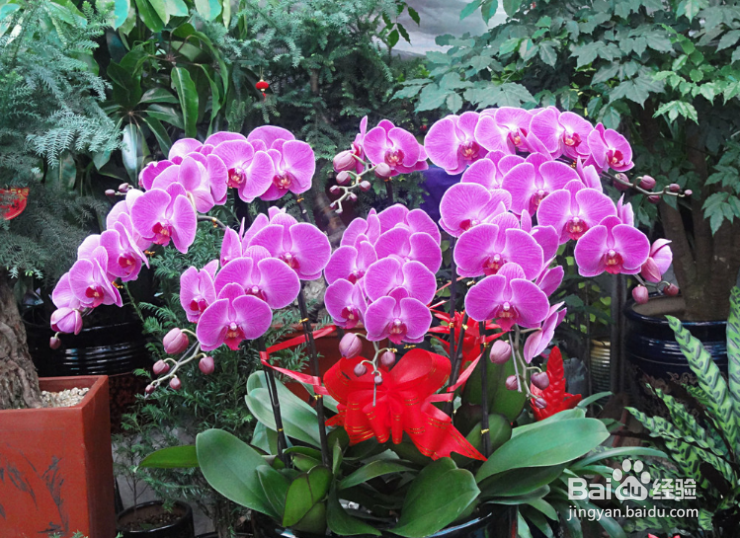 蝴蝶兰夏季怎么管理