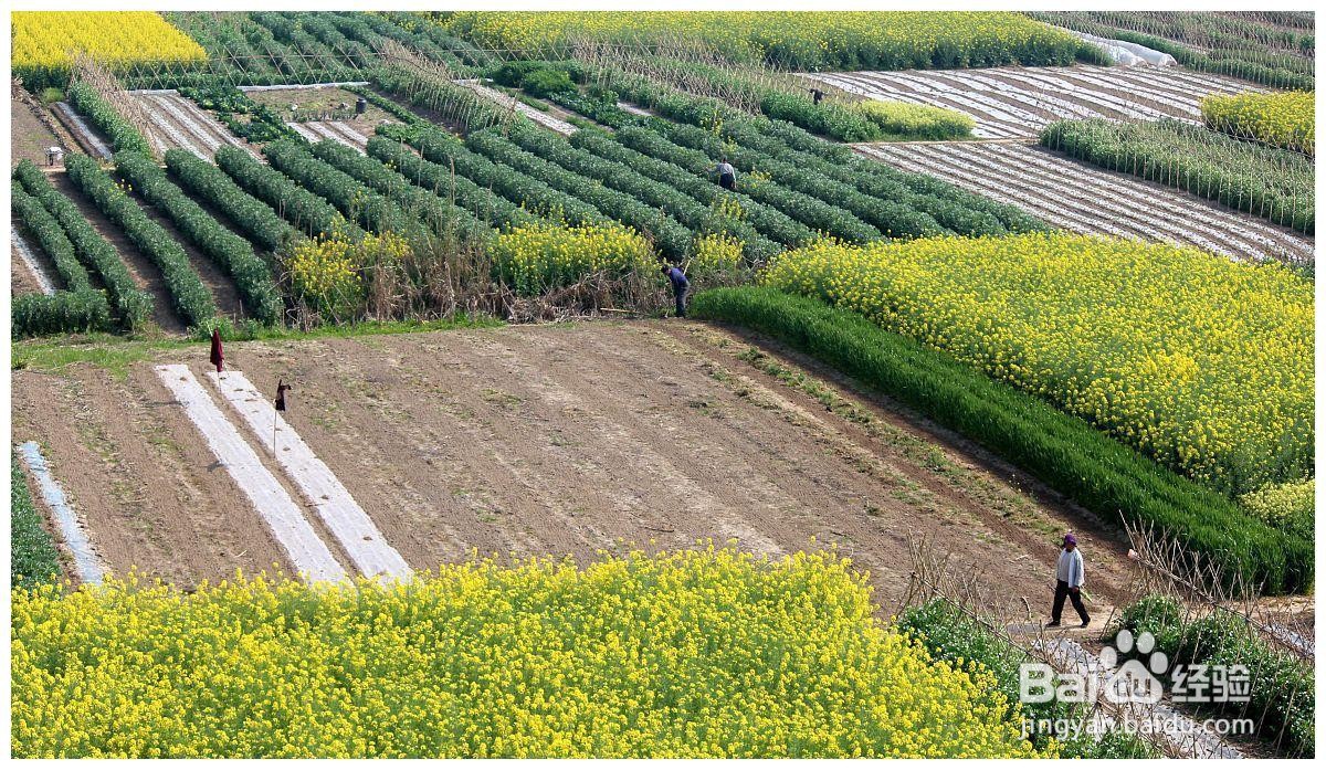 占用农田怎么补偿