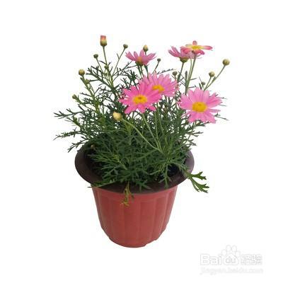 玛格丽特菊怎样度夏 百度经验