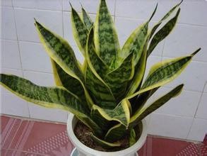 新装修的房子，新家具，如何快速去甲醛？