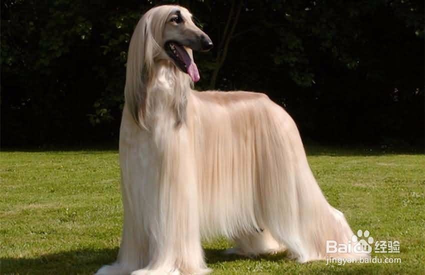 阿富汗猎犬修剪毛发小技巧