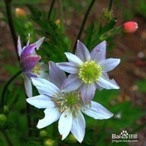 养殖草玉梅要注意什么？