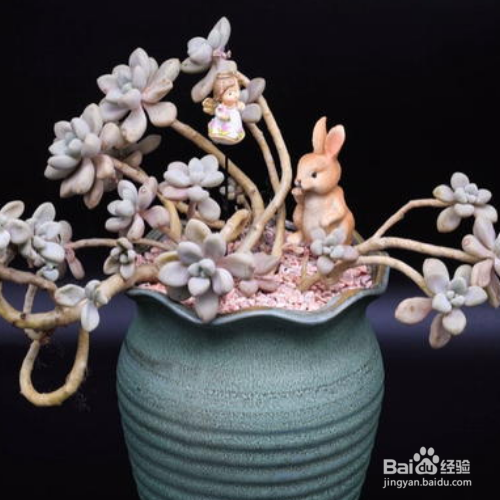 艾伦的注意事项?