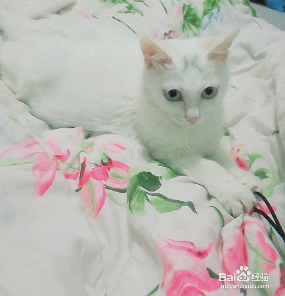 幼猫半夜两点来回走怎么办