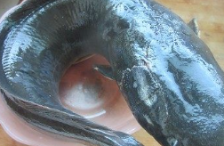 傻儿鱼的家常做法步骤