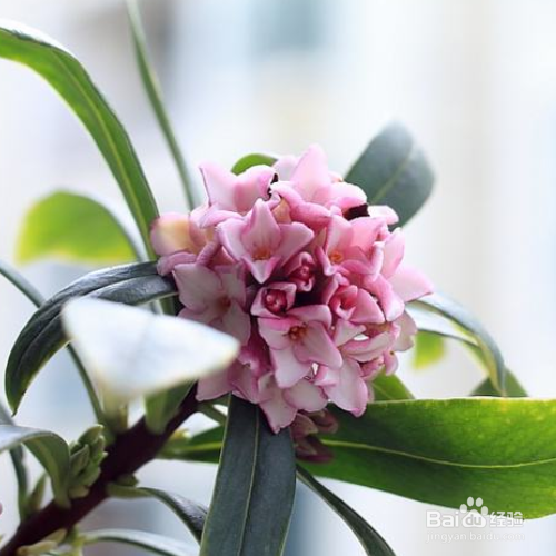 瑞香花叶子发黄怎么办