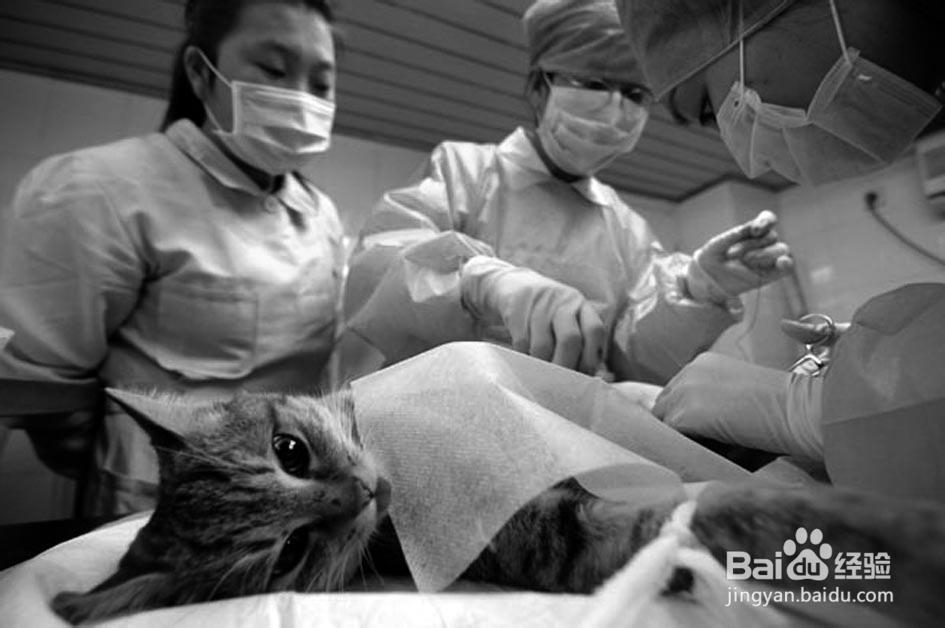 领养猫咪要注意什么