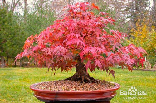 红枫的养殖方法和注意事项