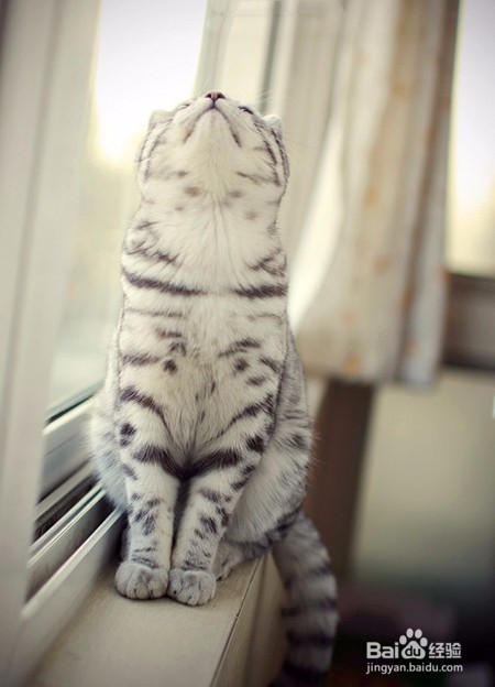 【科普篇】被猫抓/咬伤了，要打狂犬疫苗吗？