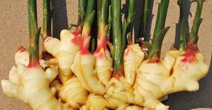 生姜应该怎么挑