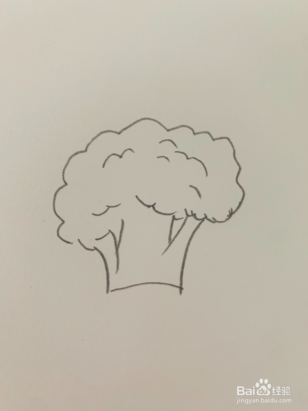 西蓝花怎么画