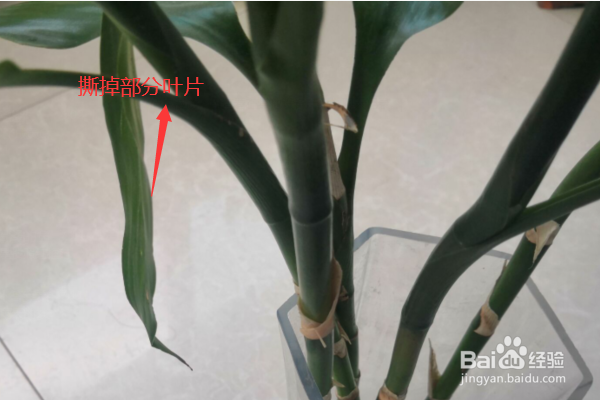 怎么养富贵竹才能长得好