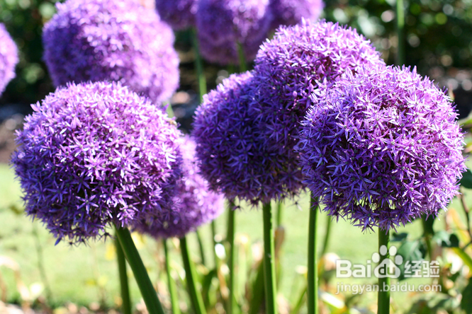 温哥华夜幕下的玫瑰园(组图)