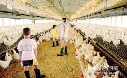 养鸡场灭蚊子的最好办法