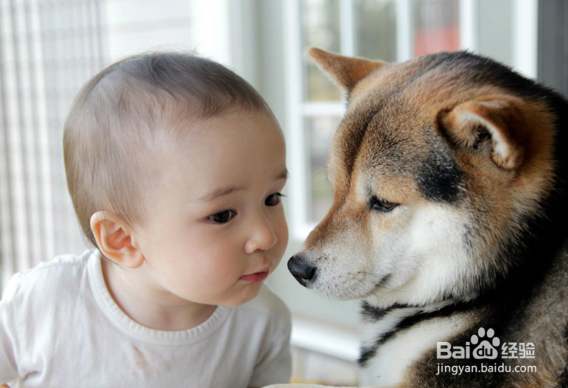 【宝贝】狂犬疫苗打了要注意些什么