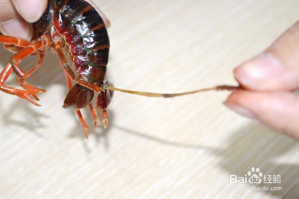 Jese实用生活小贴士之小龙虾清洗篇